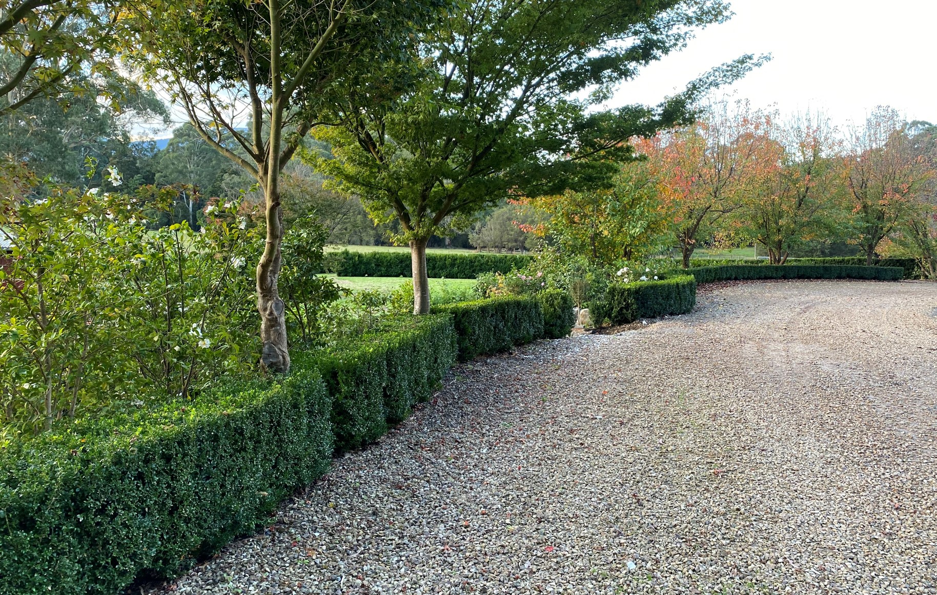 Box plants used in a small hedge to delineate a driveway